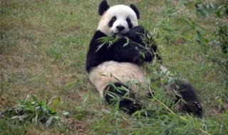大熊猫和小熊猫是同一类动物吗 大熊猫和小熊猫